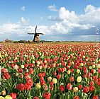 Zijpe Willmill tulip